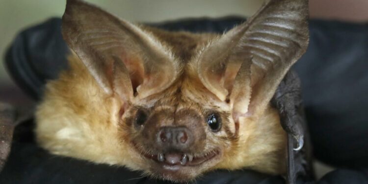 A bat-killing fungus may have arrived in Southern California