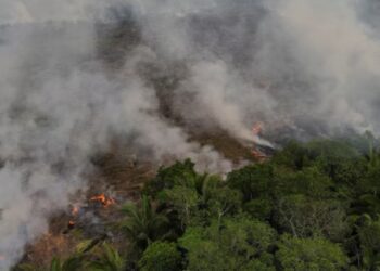 Amazon fires hit 10-year high as drought devastates Brazil's rainforest – Firstpost