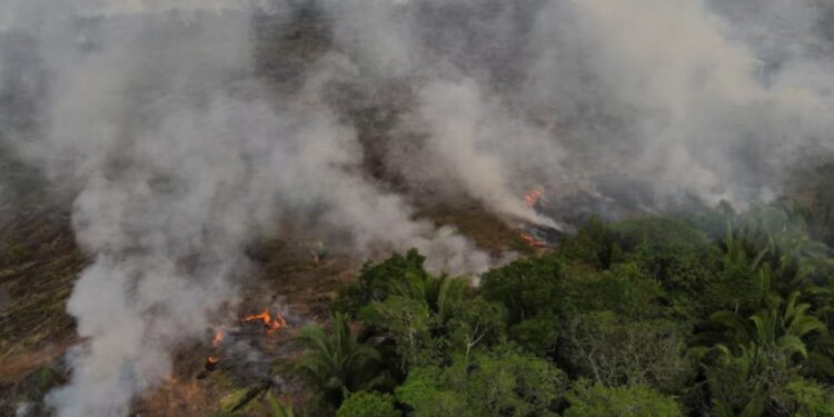 Amazon fires hit 10-year high as drought devastates Brazil's rainforest – Firstpost