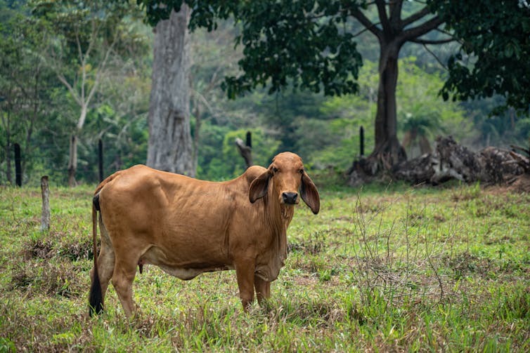 Cow looks at camera