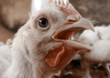 Avian flu hits second broiler flock in California county