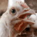 Avian flu hits second broiler flock in California county
