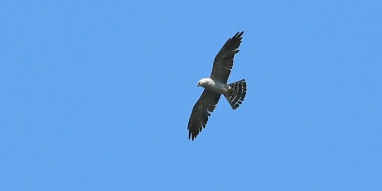 Bird of prey spotted on Vancouver Island a rare sight in Canada, 1st for B.C.