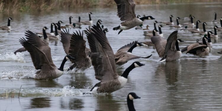 Blane Klemek Outdoors: Observing the cackling, compact cousin of the Canada goose