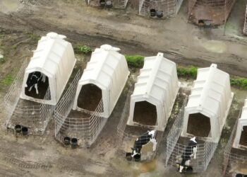 California and Colorado ballot measures could ban factory farming and slaughterhouses