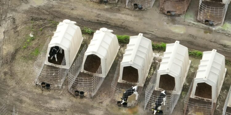 California and Colorado ballot measures could ban factory farming and slaughterhouses