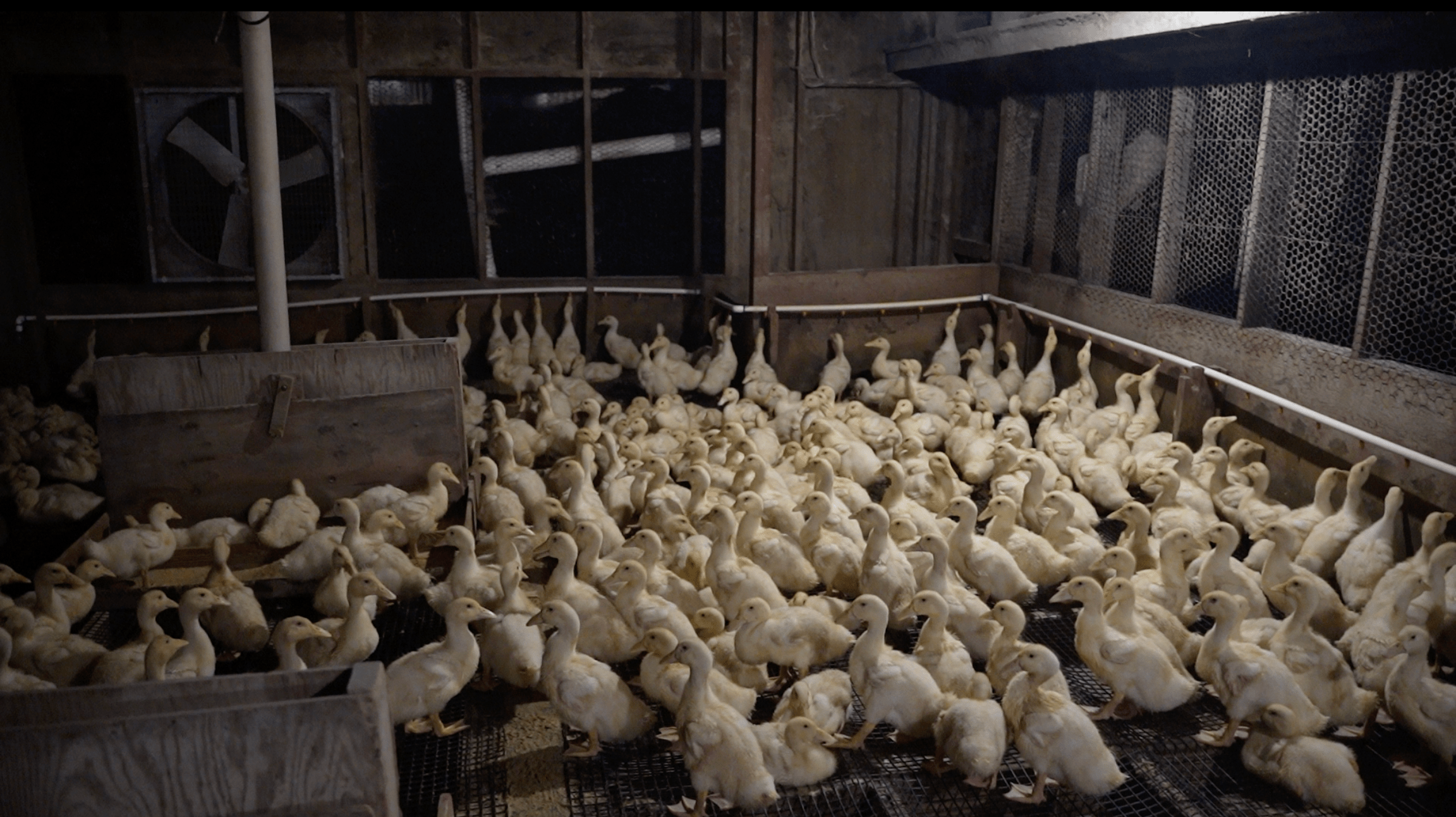 Dozens of white ducks inside a shed on a wire floor.