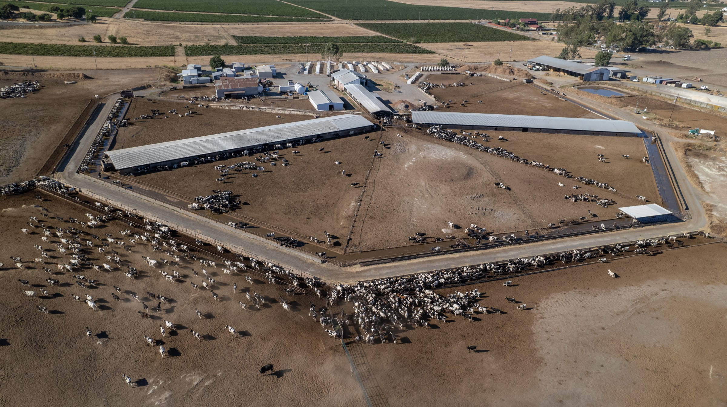 Aerial view of cows on a farm that looks like a feedlot (without pasture).