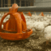 Canada government invests in poultry welfare research