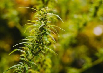 Cannabis Regulation In Latin America: Towards An Integrated Market Or Stagnation? - Aurora Cannabis (NASDAQ:ACB)