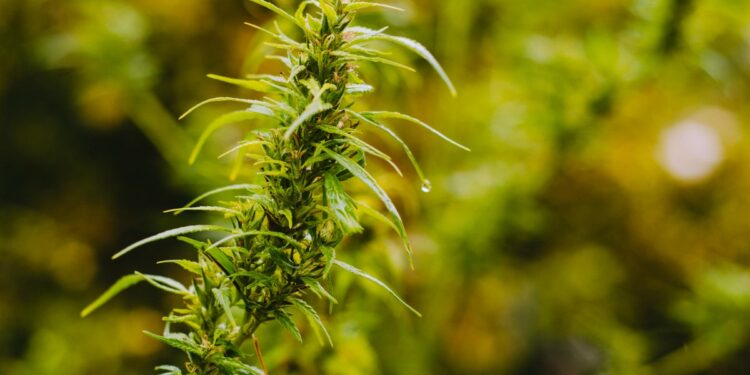 Cannabis Regulation In Latin America: Towards An Integrated Market Or Stagnation? - Aurora Cannabis (NASDAQ:ACB)