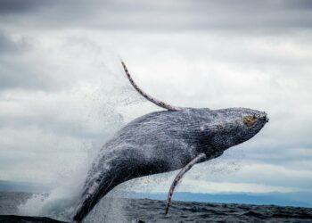 Caribbean nations fail to overturn ban on whaling