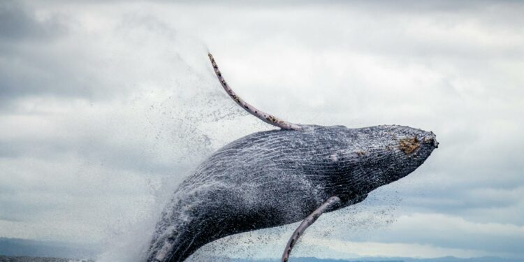 Caribbean nations fail to overturn ban on whaling