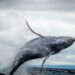 Caribbean nations fail to overturn ban on whaling