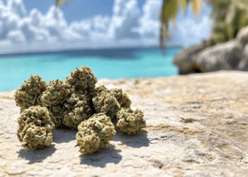 Cayman Islands Set to Vote on Marijuana Decriminalization: A Step Toward Reform?