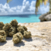 Cayman Islands Set to Vote on Marijuana Decriminalization: A Step Toward Reform?