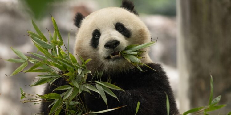 China's newest pandas head for Washington's National Zoo