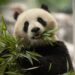 China's newest pandas head for Washington's National Zoo