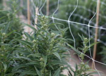 Colorado Marijuana Prices Nearing Record Lows Again