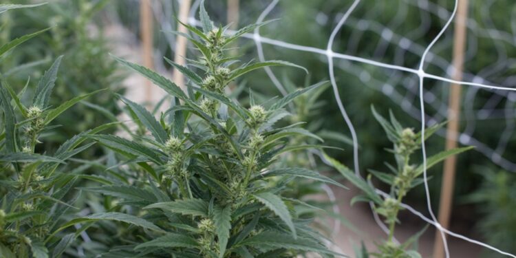 Colorado Marijuana Prices Nearing Record Lows Again