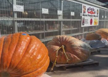 Colorado firefighter breaks state record for largest pumpkin -- the first one over 1 ton