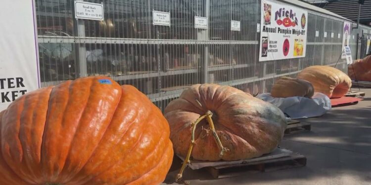 Colorado firefighter breaks state record for largest pumpkin -- the first one over 1 ton