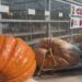 Colorado firefighter breaks state record for largest pumpkin -- the first one over 1 ton