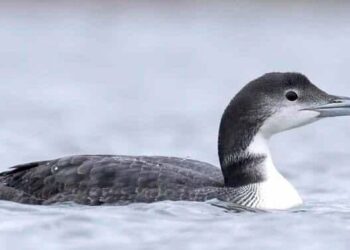 Coming or going? Fall flights reach beyond waterfowl | Outdoors