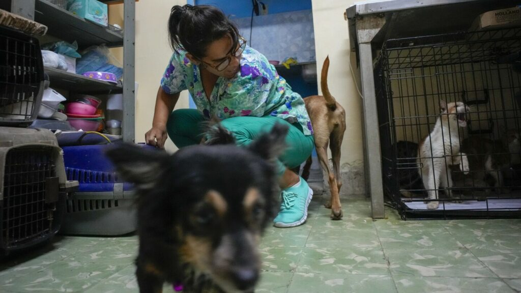 Cubans search for a better future leaving their pets behind