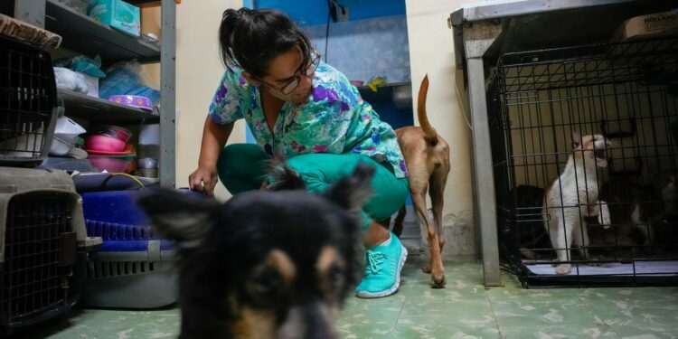 Cubans searching for a better future leave their pets behind