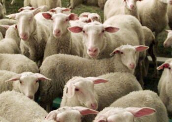 Down on the farm: Why America’s food producers are hurting | Colorado In DC