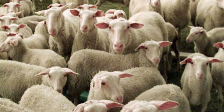 Down on the farm: Why America’s food producers are hurting | Colorado In DC