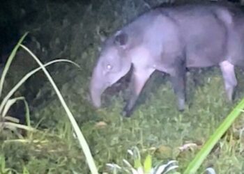 ECOVIEWS: What would you do if you met a tapir in the jungle? | Features