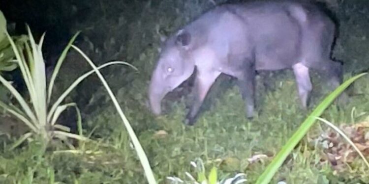 ECOVIEWS: What would you do if you met a tapir in the jungle? | Features