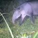ECOVIEWS: What would you do if you met a tapir in the jungle? | Features