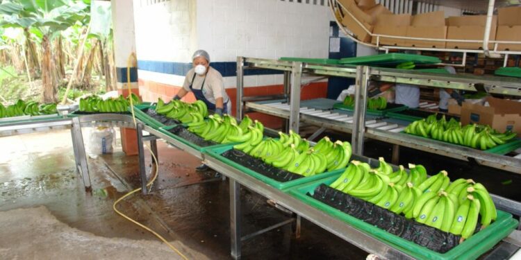 Ecuadorian banana exports show a decrease in shipments