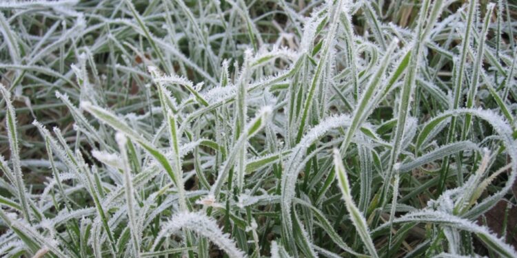 Environment Canada issues frost advisory for Ottawa