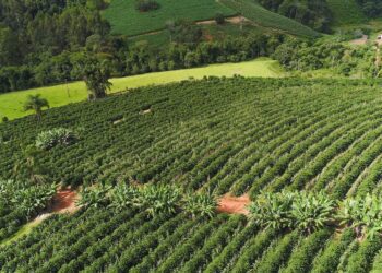 Fairtrade study coffee