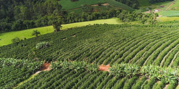 Fairtrade study coffee