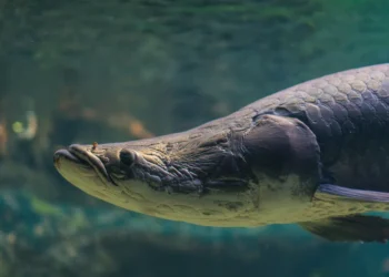 Five Fascinating Facts About the Arapaima, the Largest Freshwater Fish in South America | Smithsonian Voices