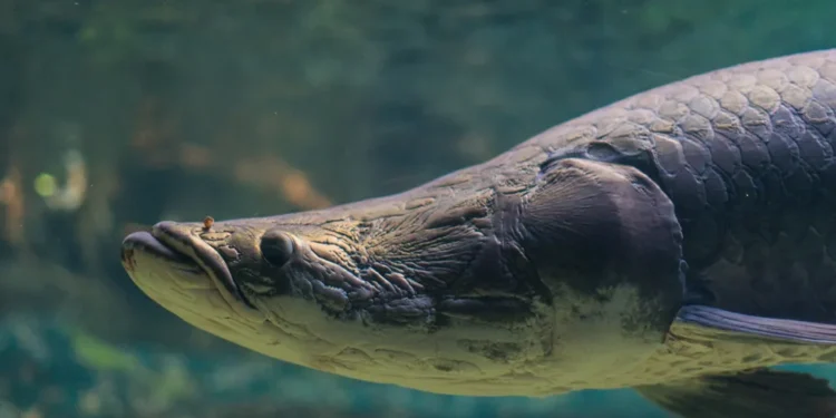 Five Fascinating Facts About the Arapaima, the Largest Freshwater Fish in South America | Smithsonian Voices