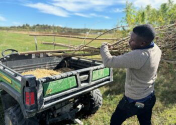 For decades, the government banned hemp. Now, it’s funding hemp research to fight climate change
