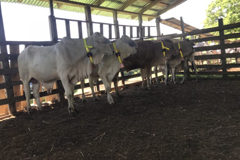 Ganado con collares antidepredatorios. Foto: Cortesía Panthera Costa Rica.