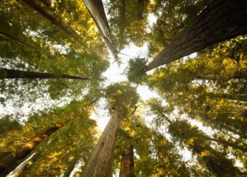Forestry asset securitization – is it a viable exit plan?
