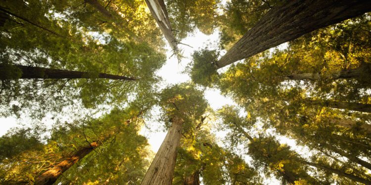 Forestry asset securitization – is it a viable exit plan?