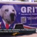 Grit launches 'America Has Gone to the Dogs' presidential campaign