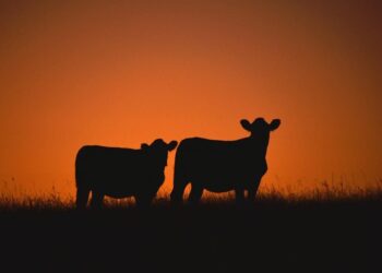 Group Aims To Scale Regenerative Farming In South America And Beyond