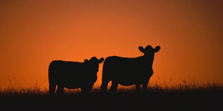 Group Aims To Scale Regenerative Farming In South America And Beyond