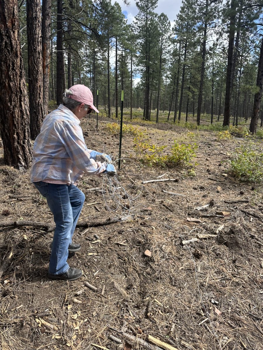 Person in plaid shirt and cap sets up equipment in a forest clearing on a sunny day.