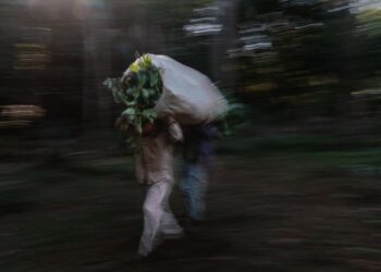 Guayakí's Regenerative Approach To Business